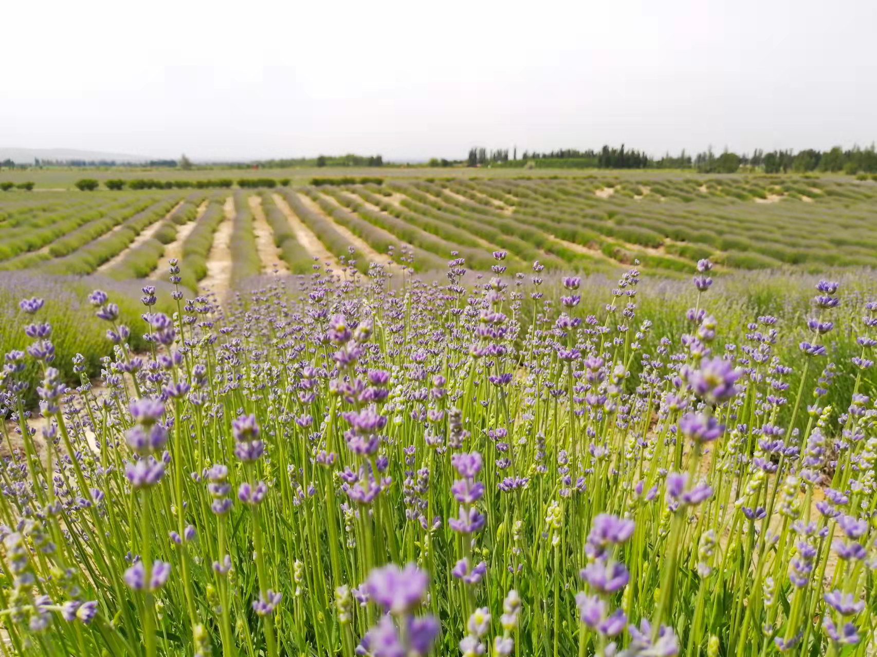 lavender fields