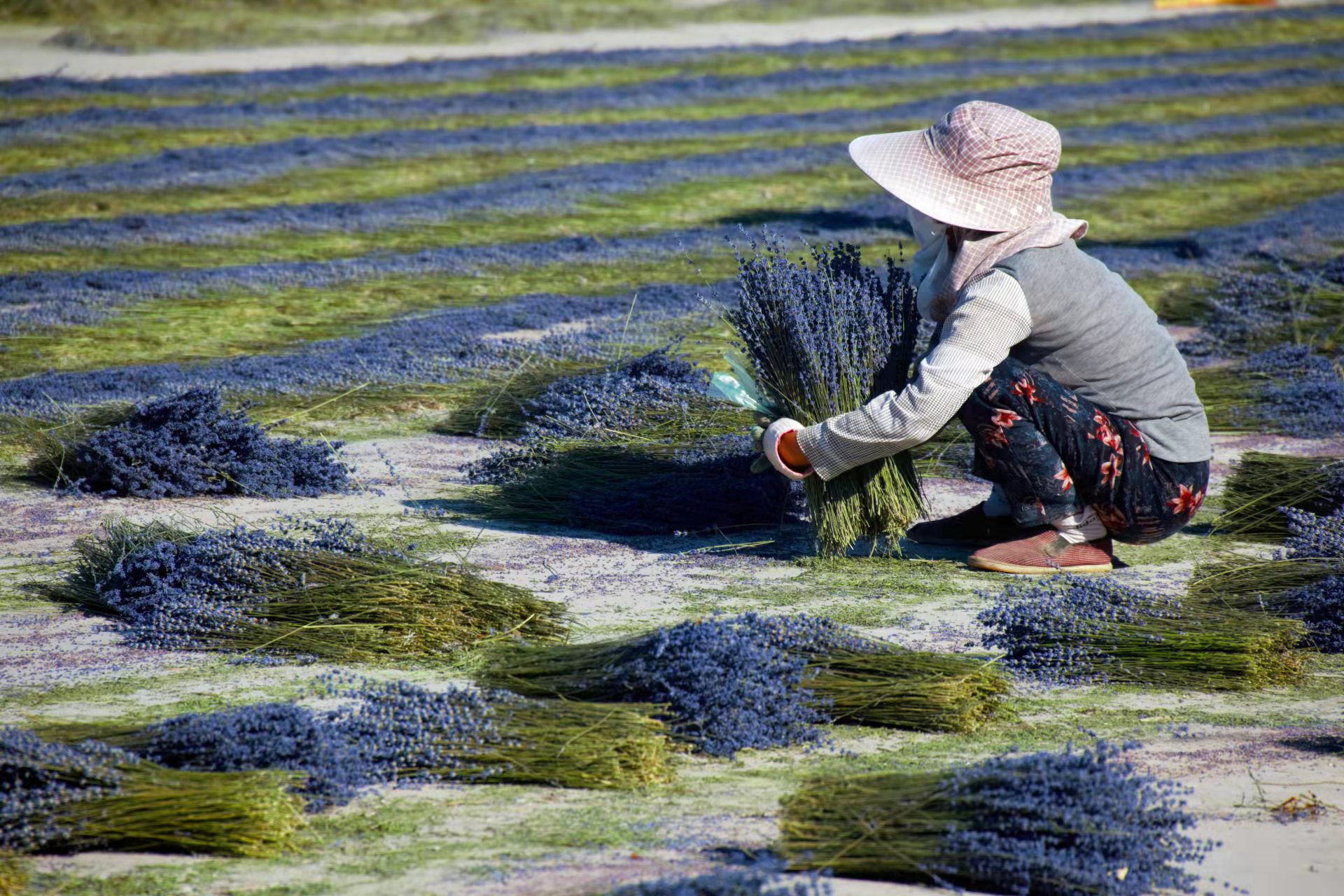 lavender from china