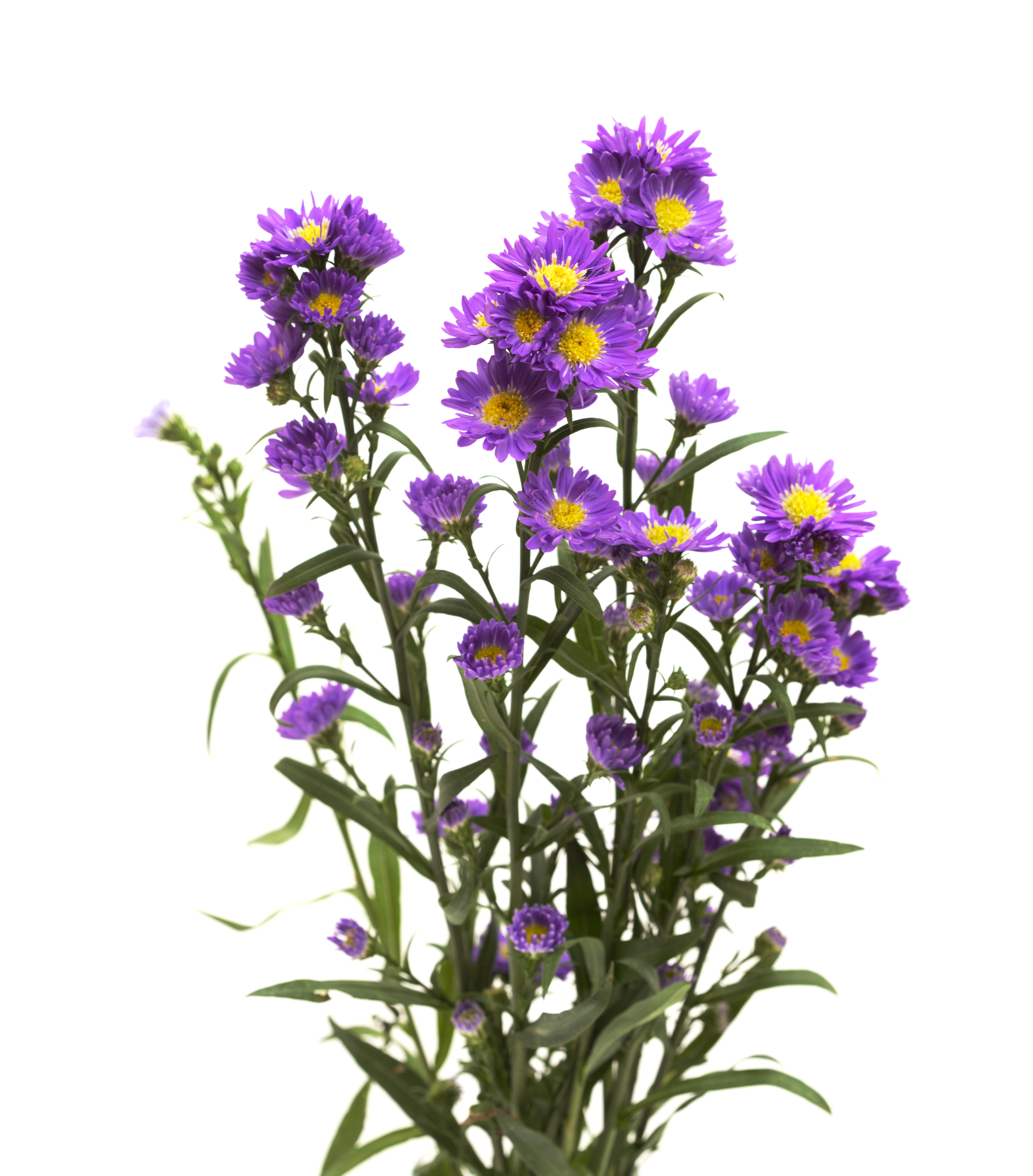 Small,Purple,Aster,Flower,Inflorescence,Isolated,On,White,Background