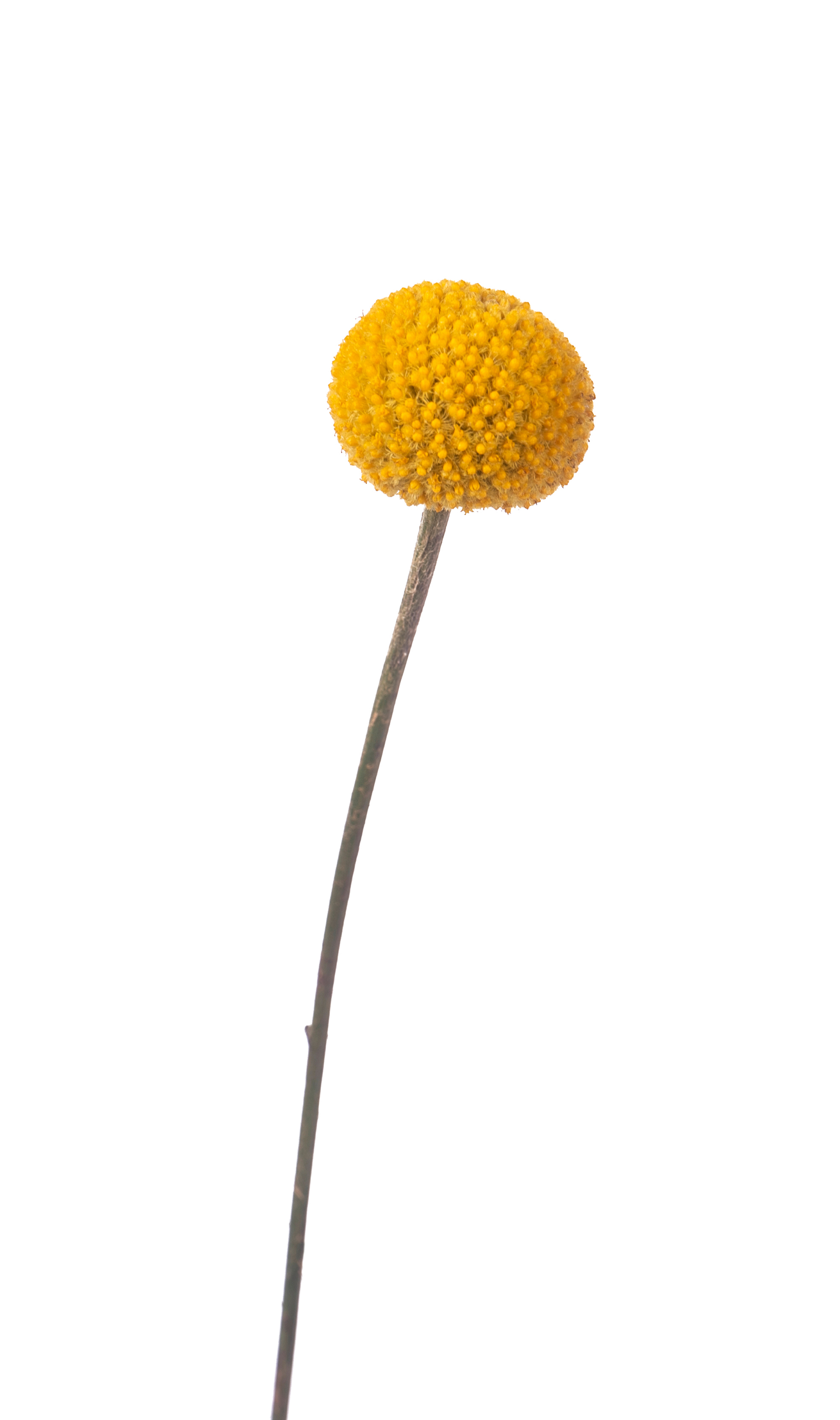 Yellow,Ball,Of,Craspedia,Isolated