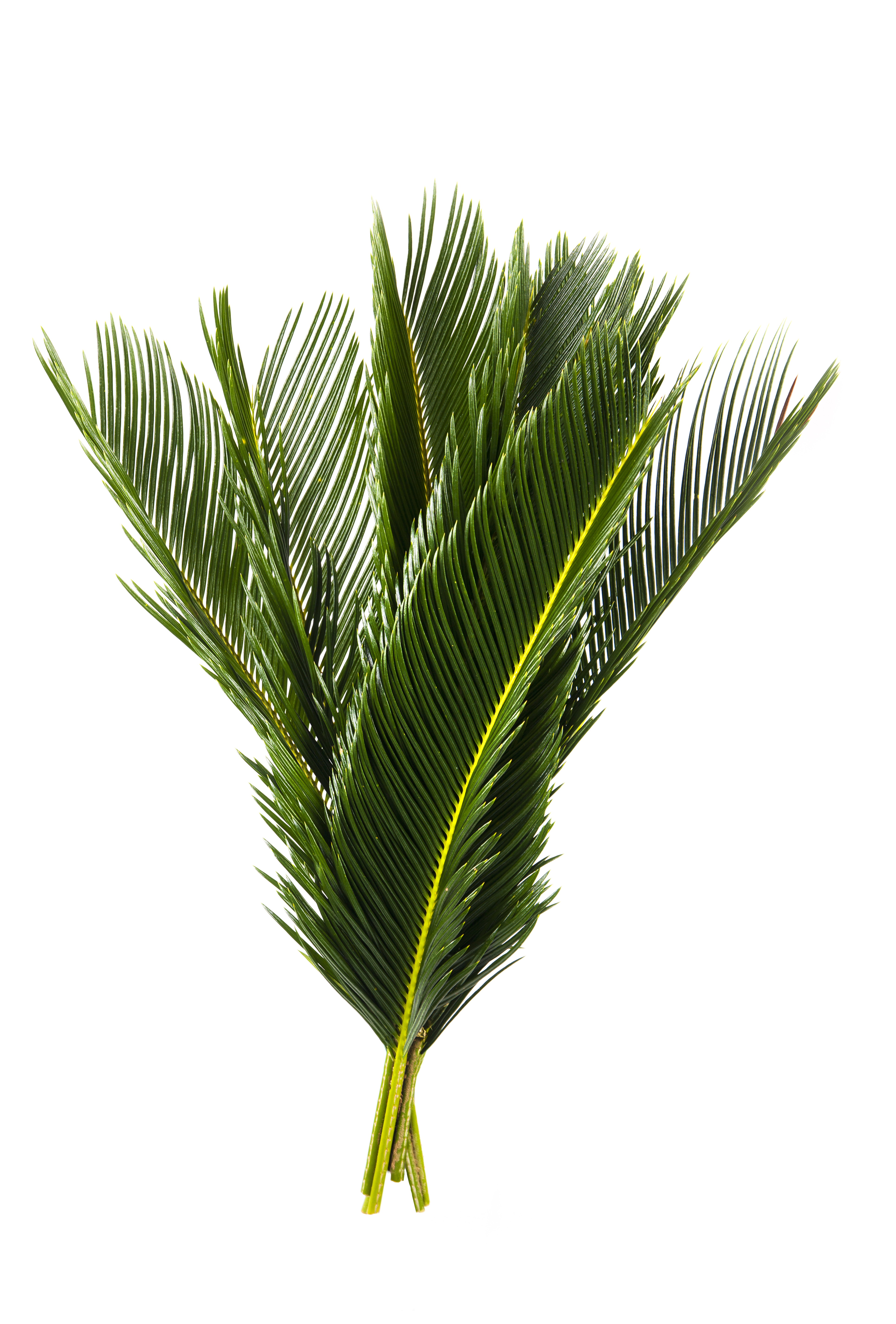 Cycas