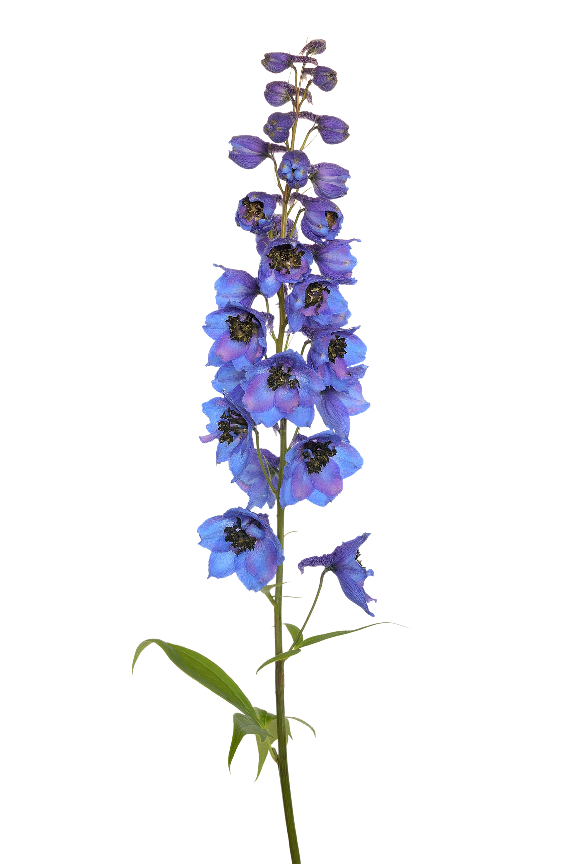 Delphinium,Flower,Isolated,On,White,Background