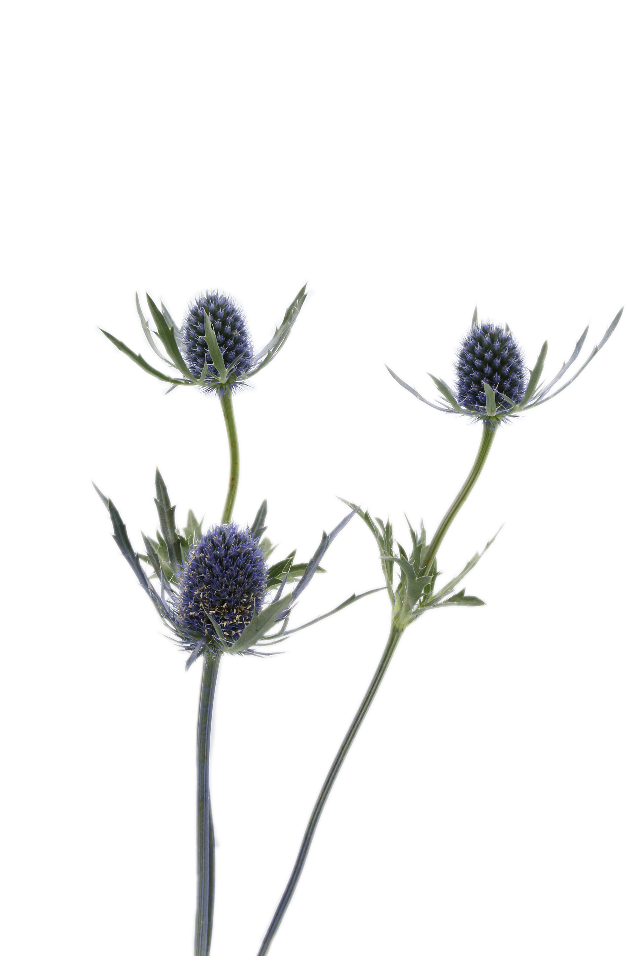 Eryngium