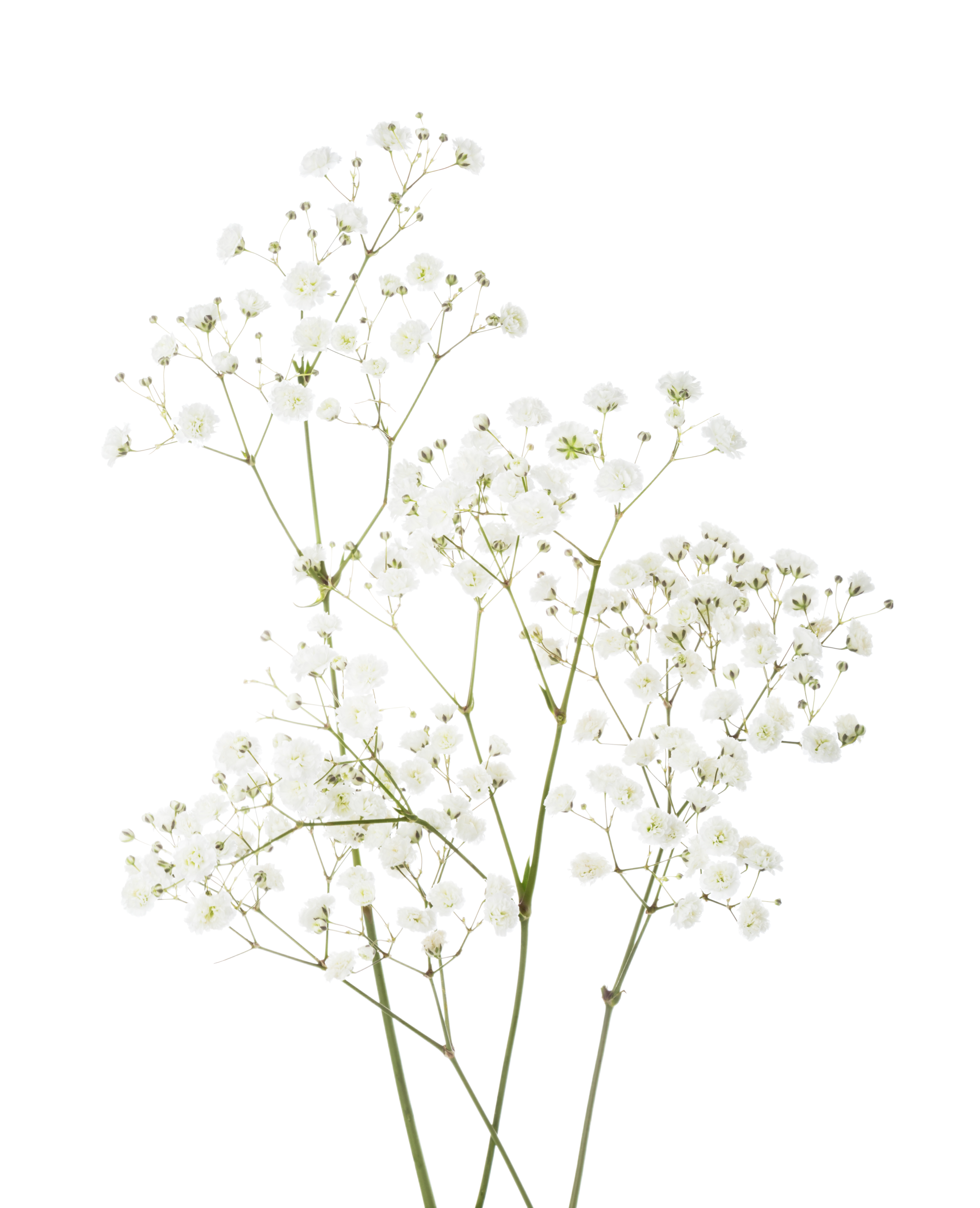 Few,Twigs,With,Small,White,Flowers,Of,Gypsophila,(baby's-breath),Isolated