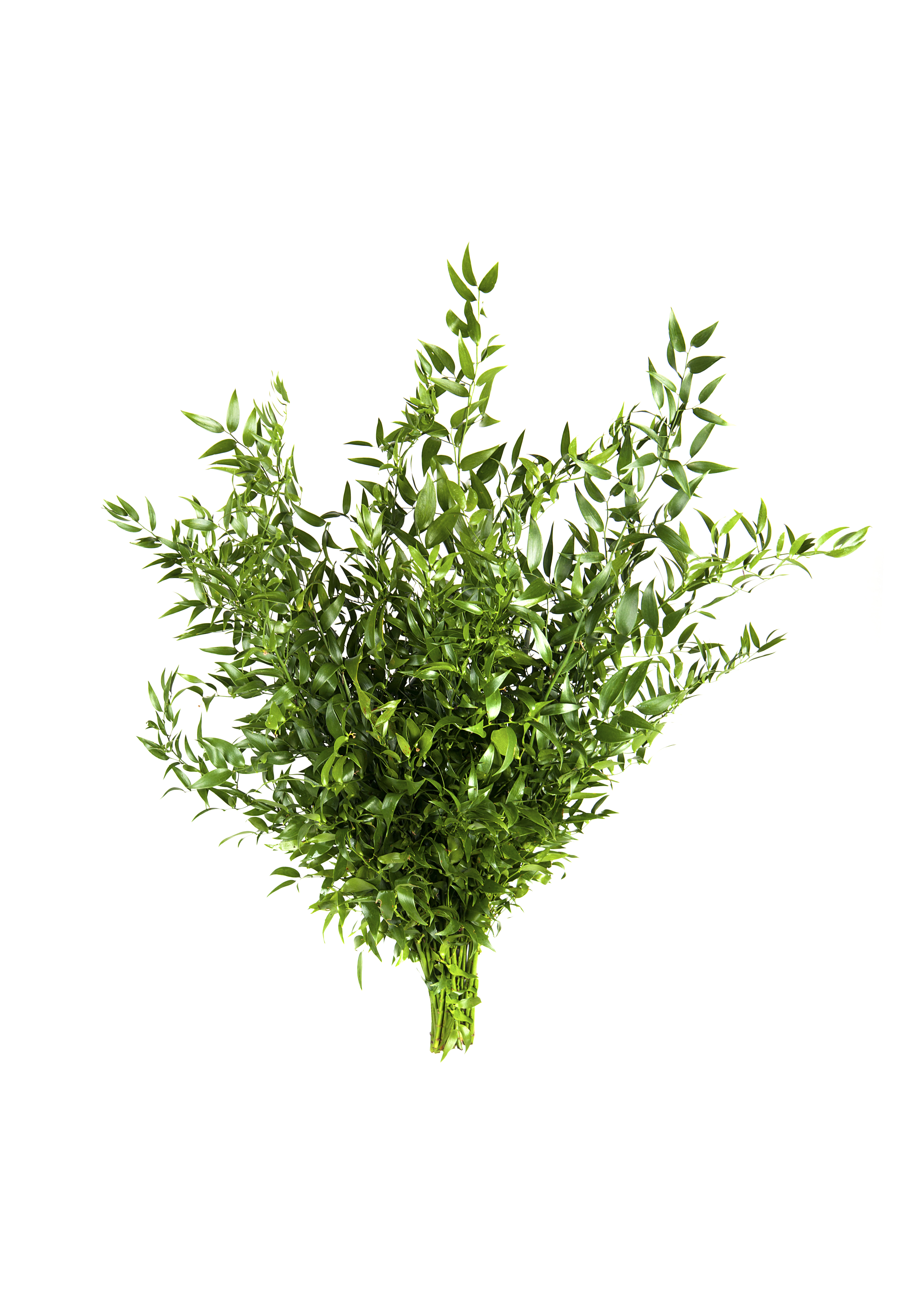 Italian Ruscus-2