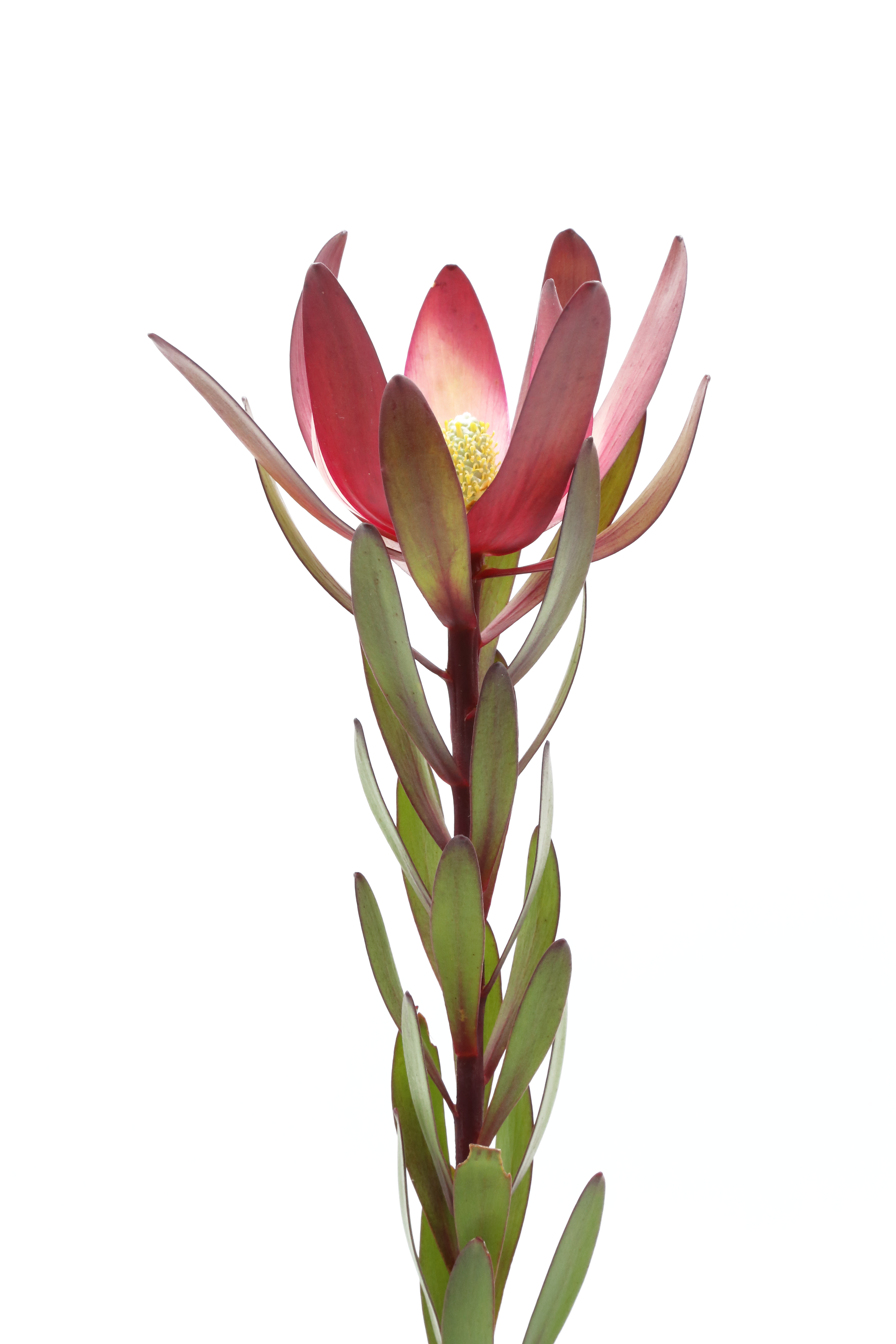 Leucadendron