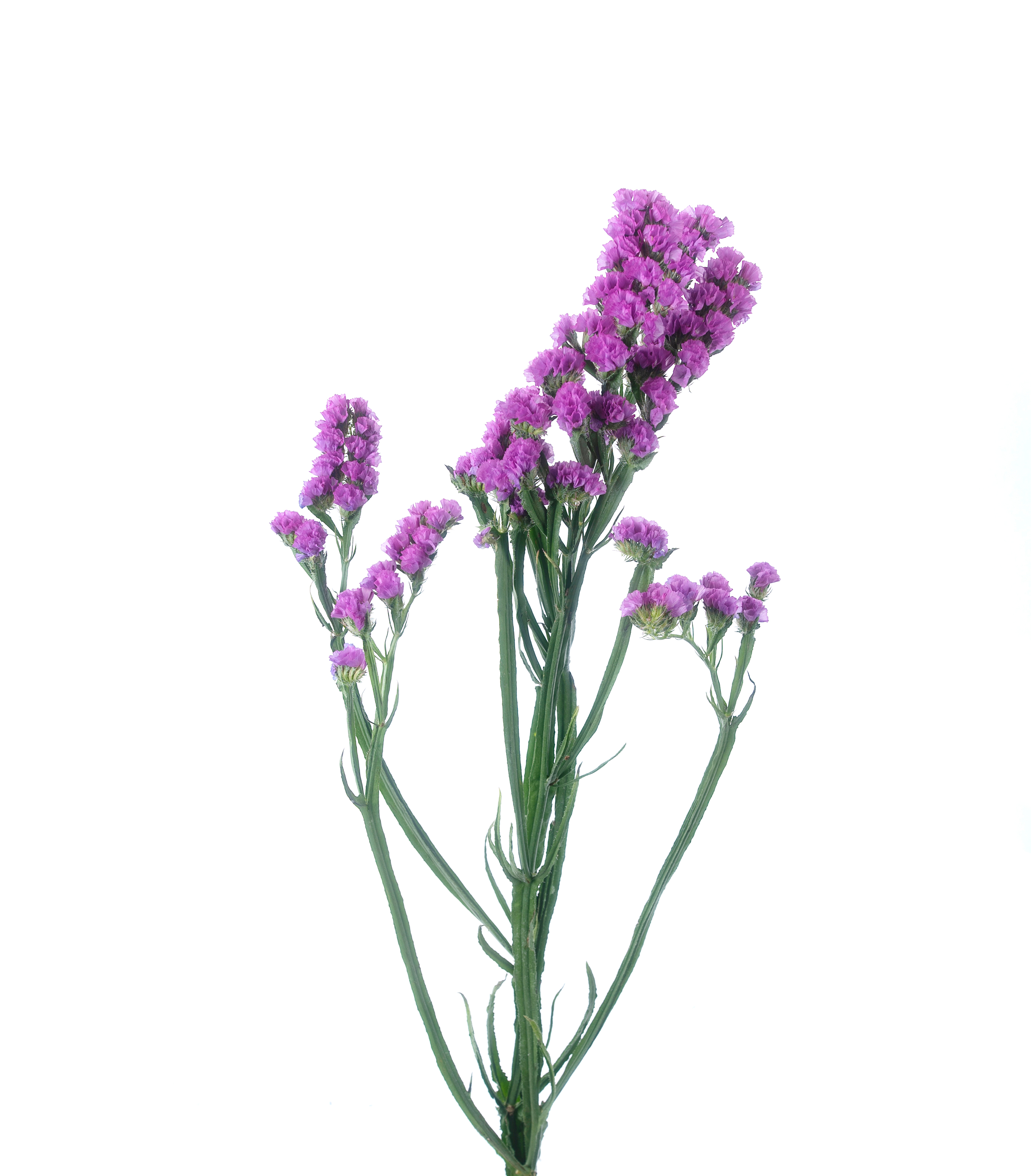 The,Branch,Of,Isolated,Limonium,Statice,Isolated