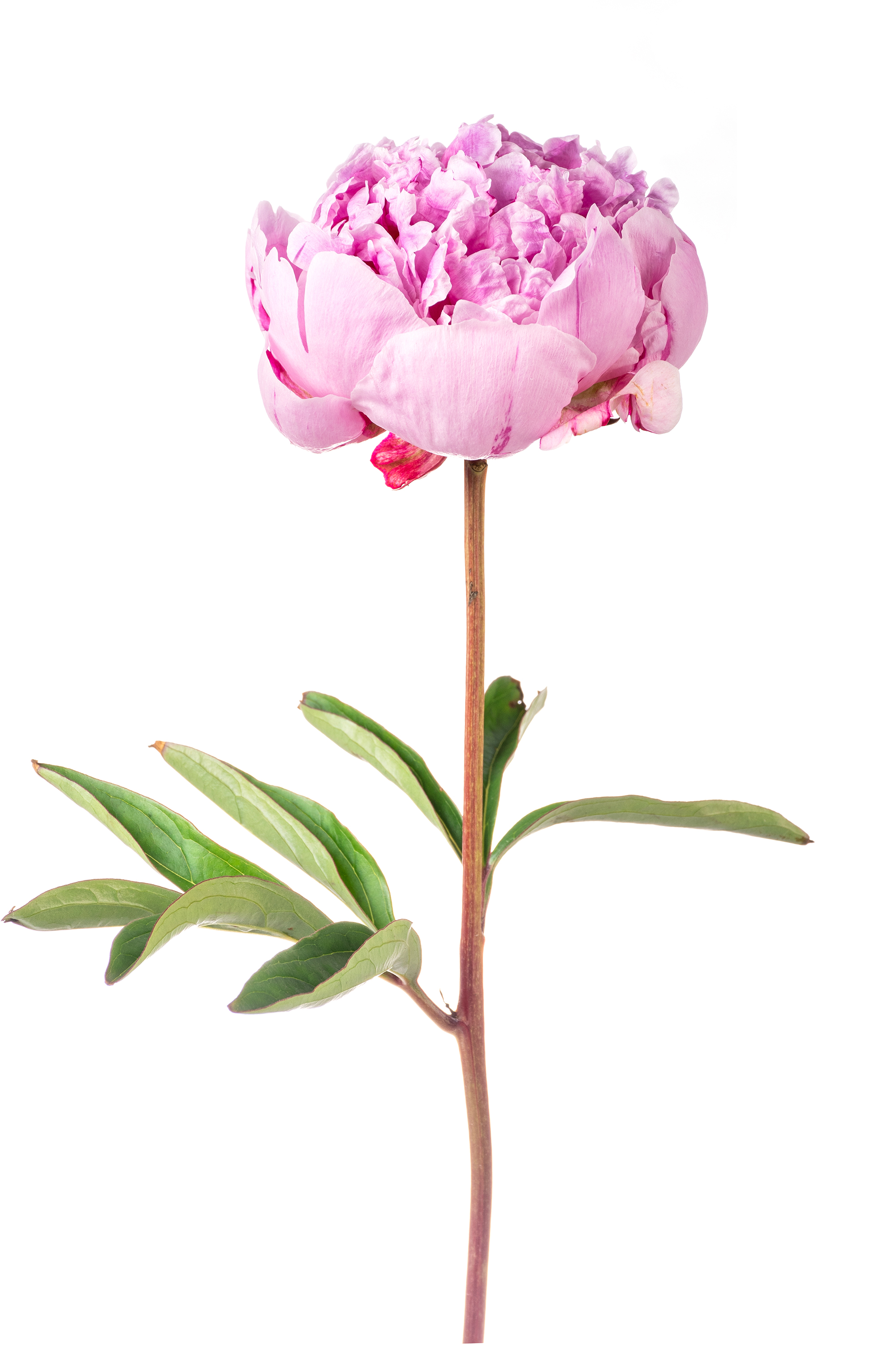 Paeonia