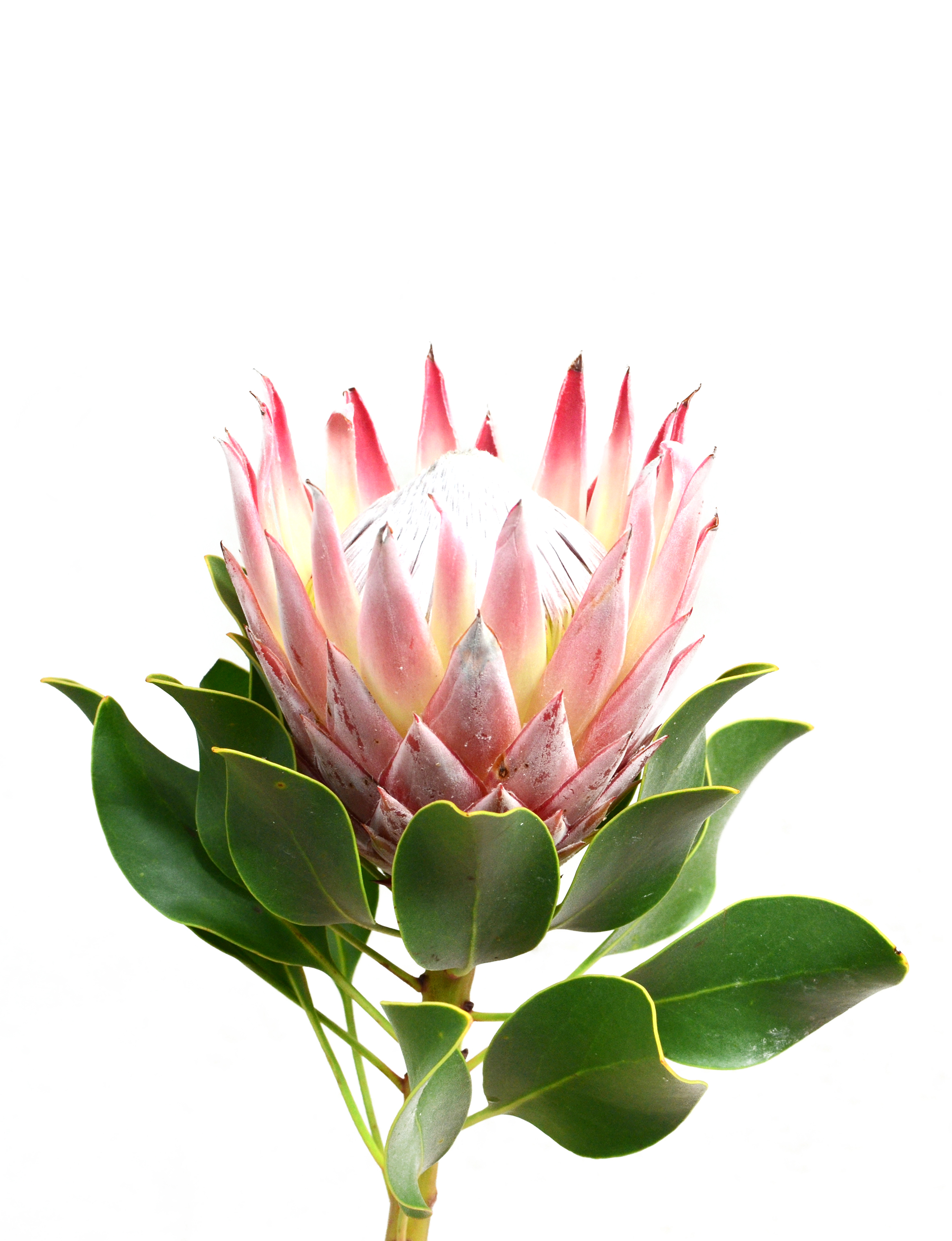 Protea