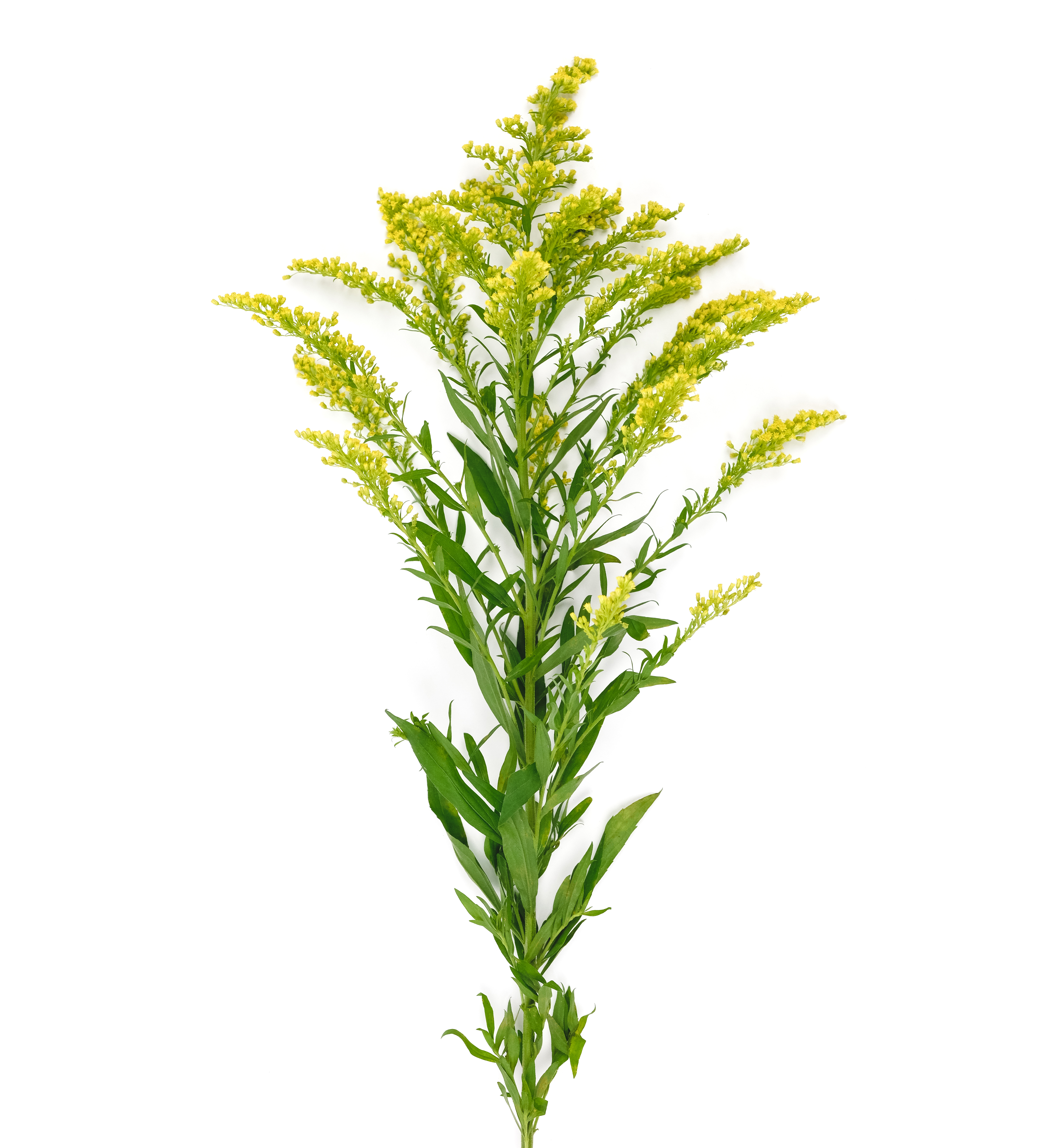 Solidago,Canadensis,Flower,On,White,Background