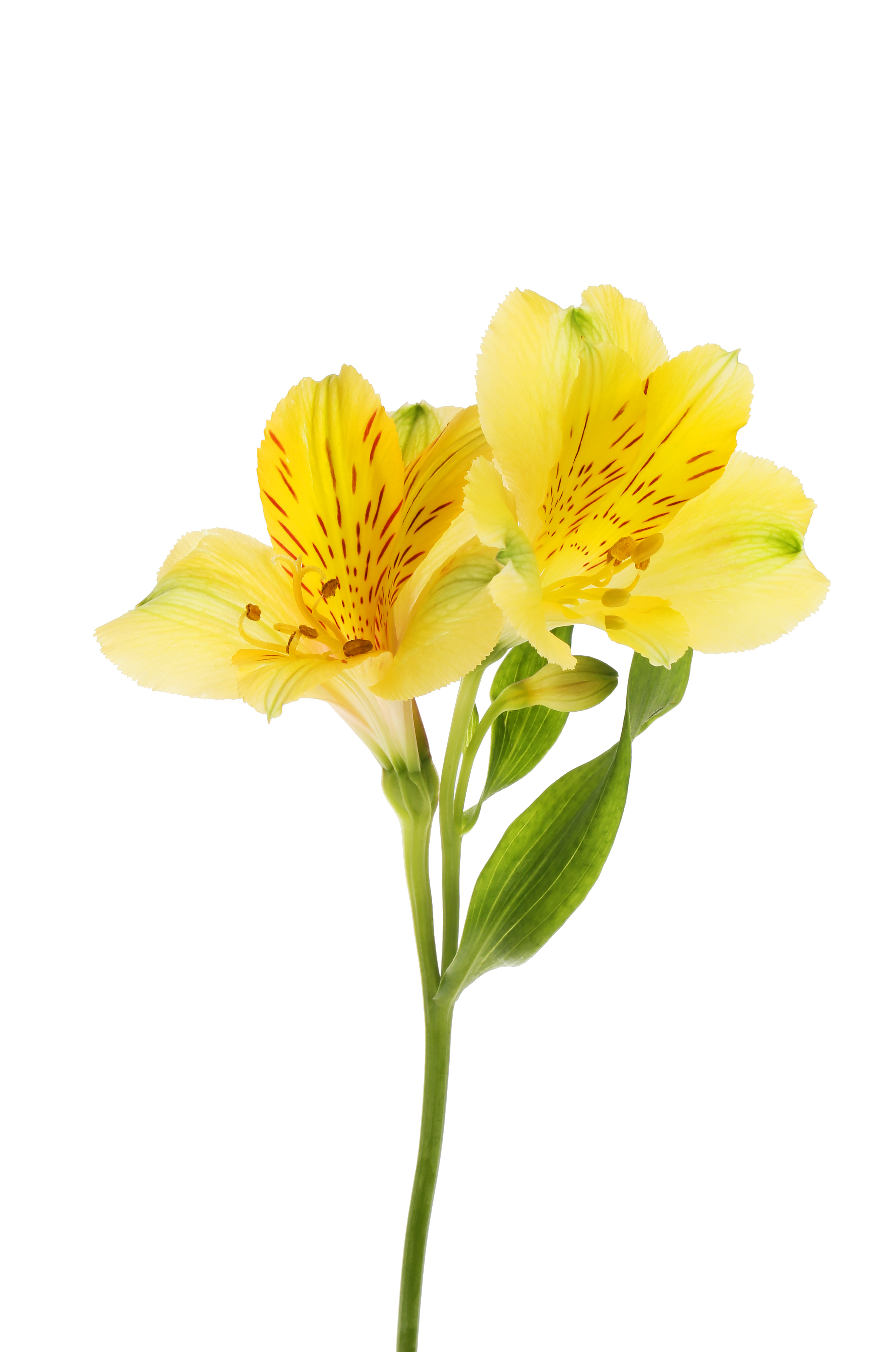 Two,Yellow,Alstroemeria,Flowers,Isolated,Against,White