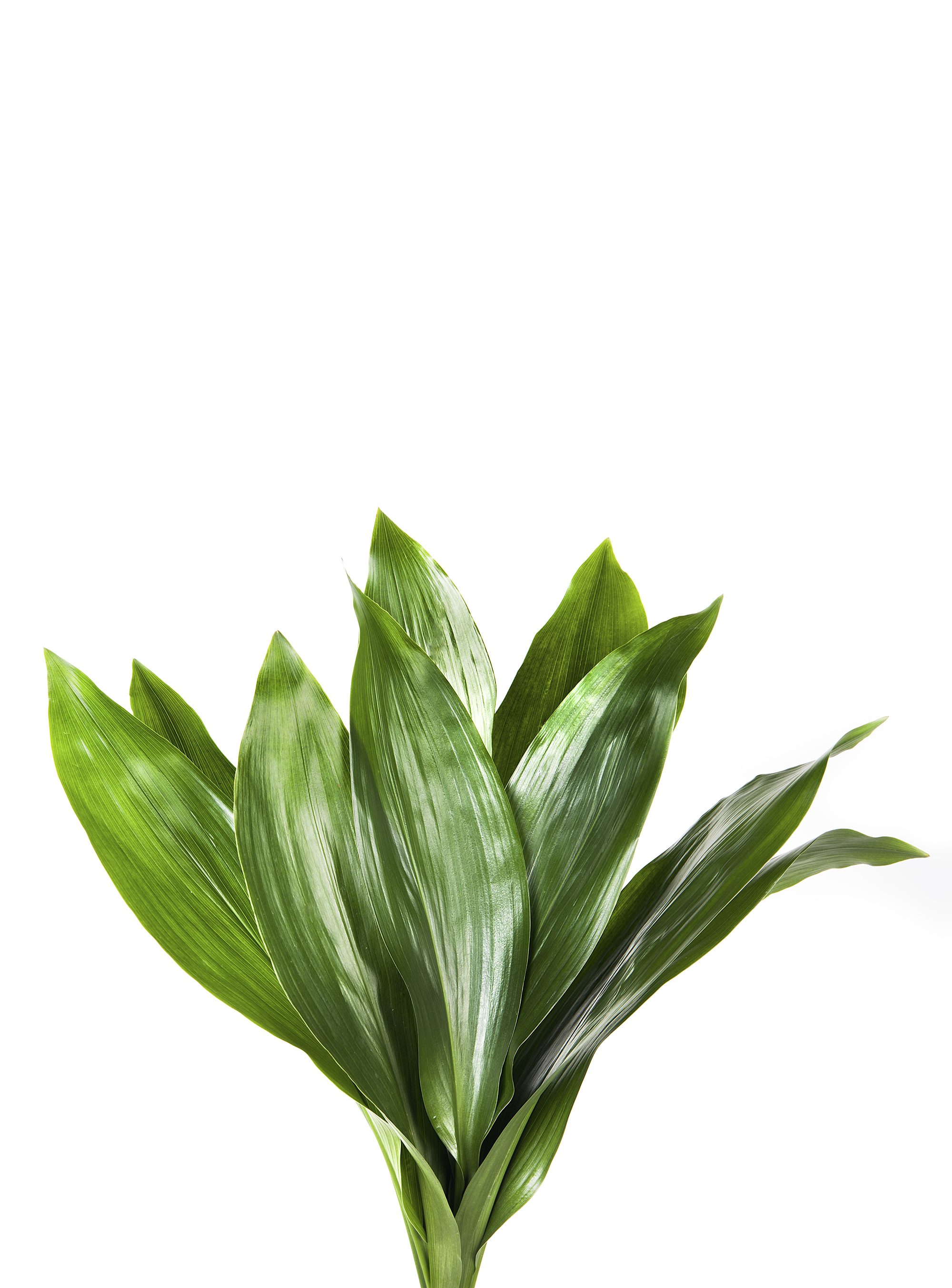 aspidistra