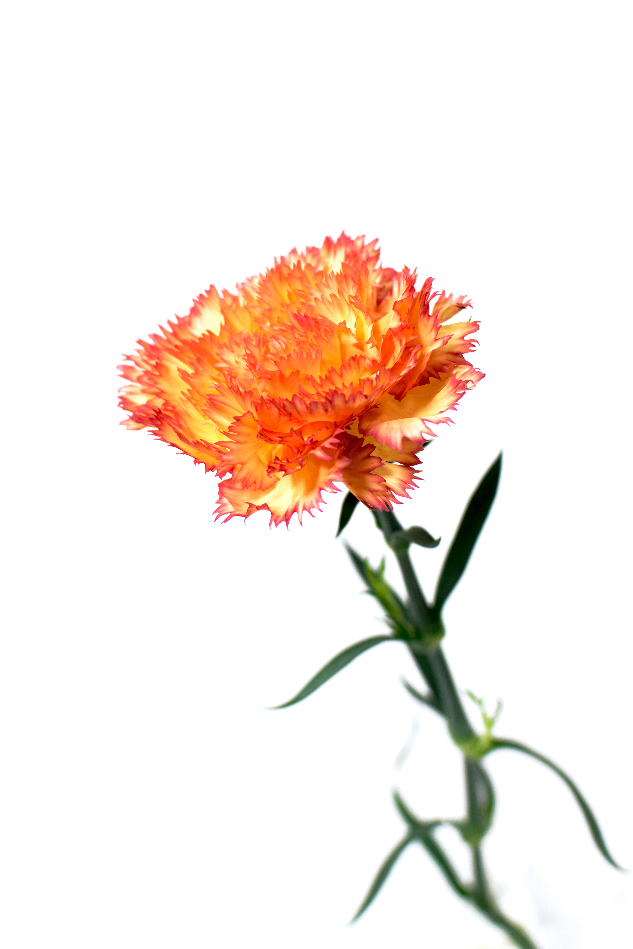 dianthus-2