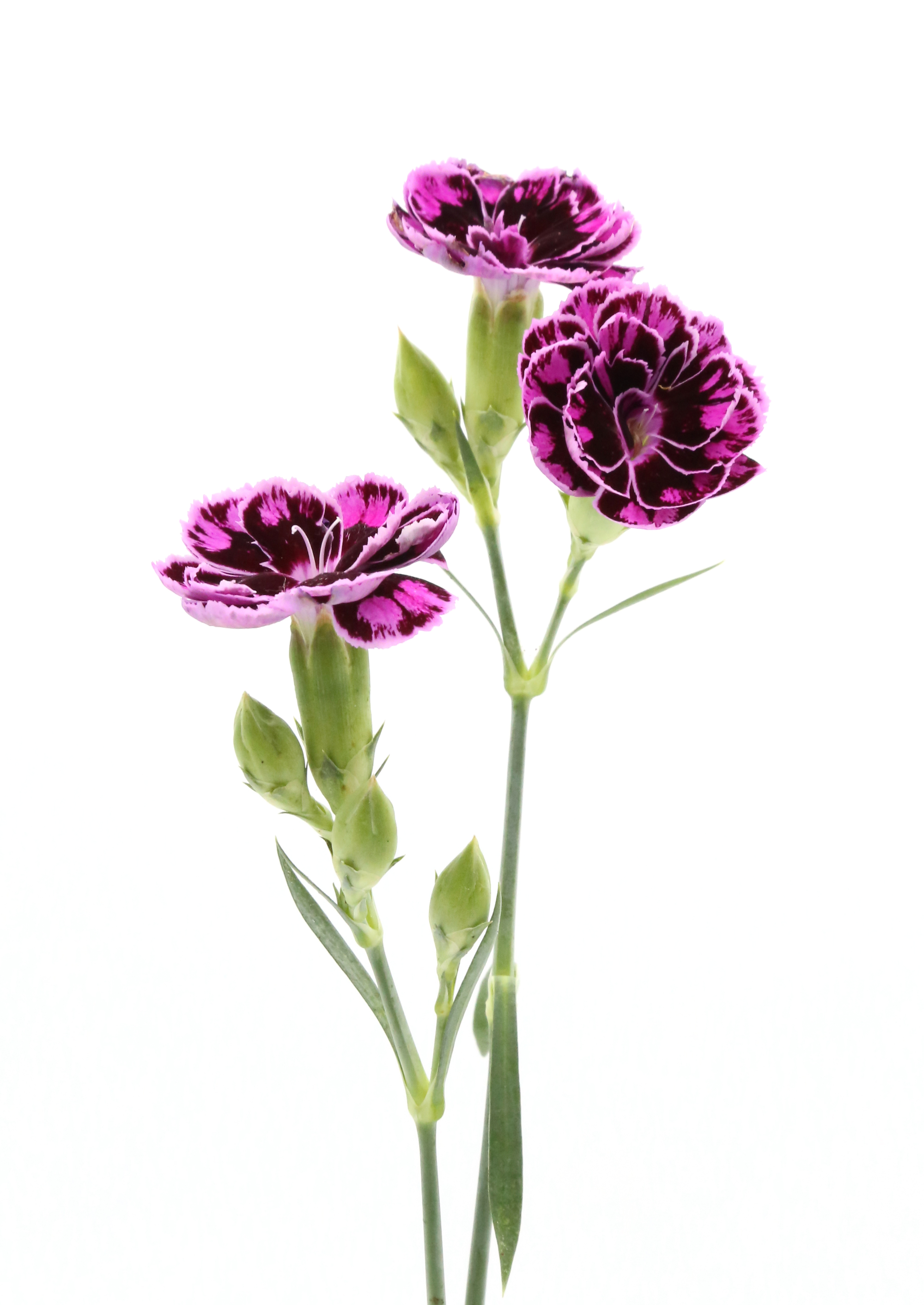 dianthus tros