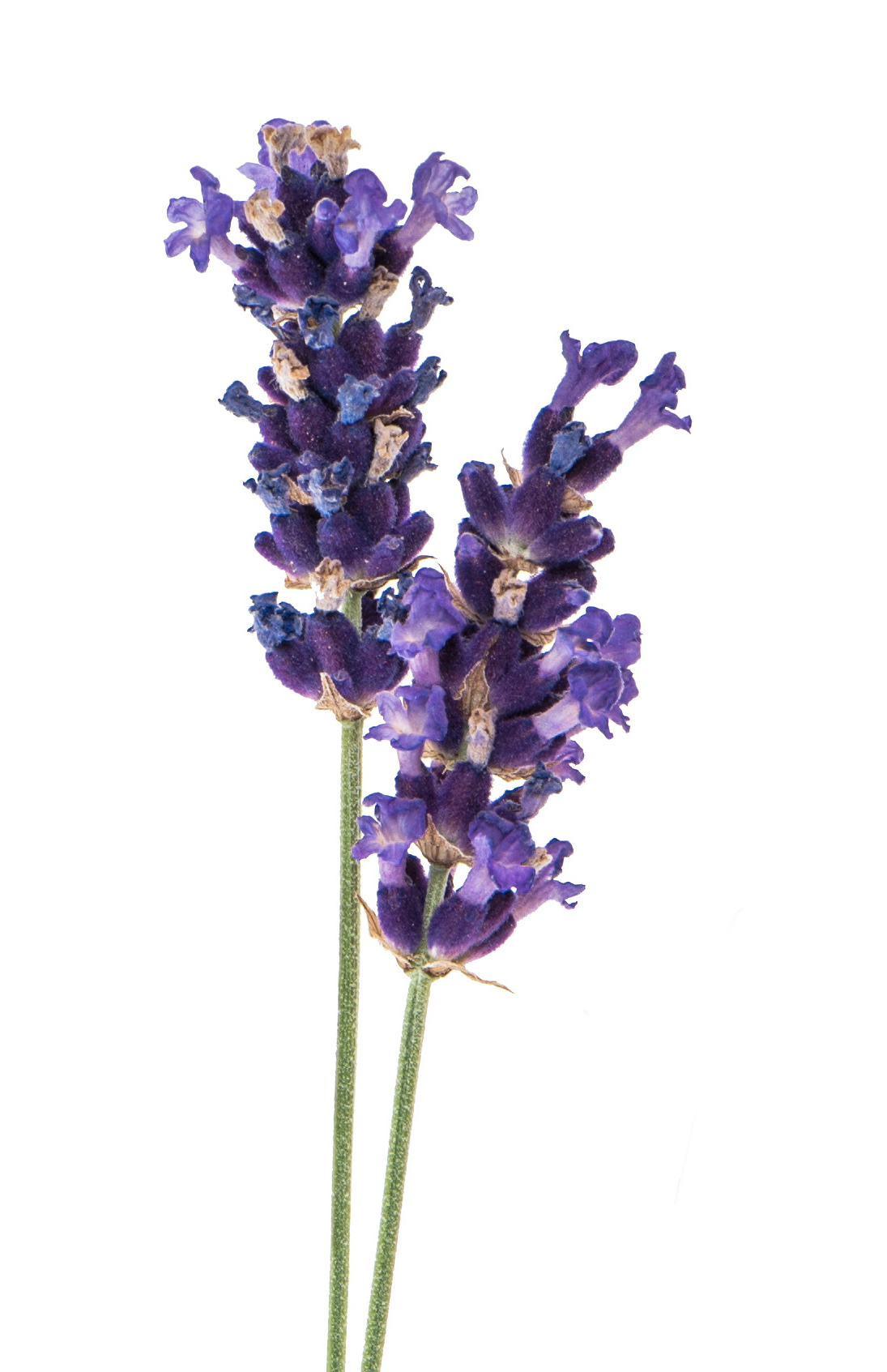 Lavender,Flowers,Isolated,On,White,Background.,Twigs,With,Fresh,Blossoms