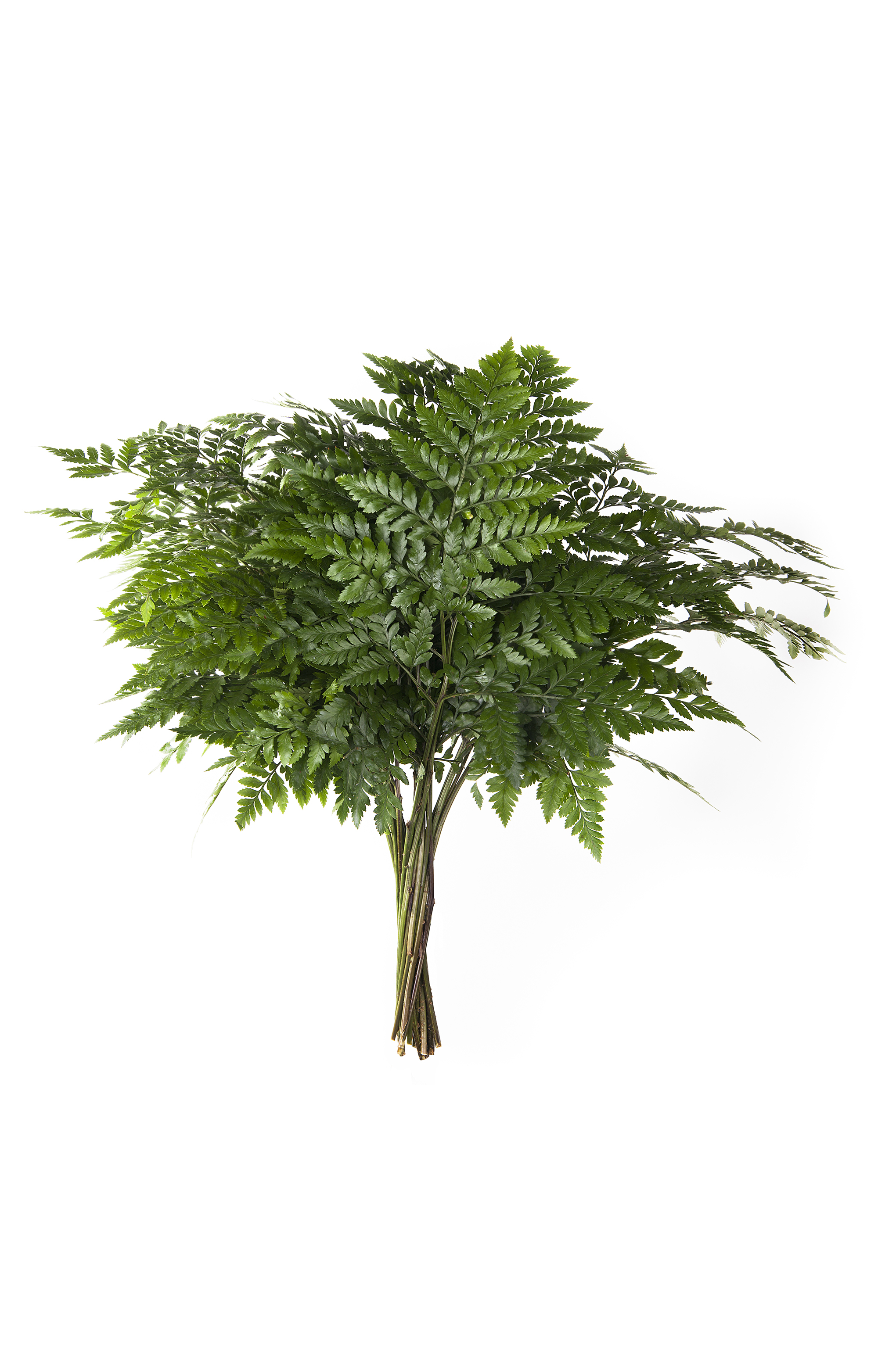 leatherleaf