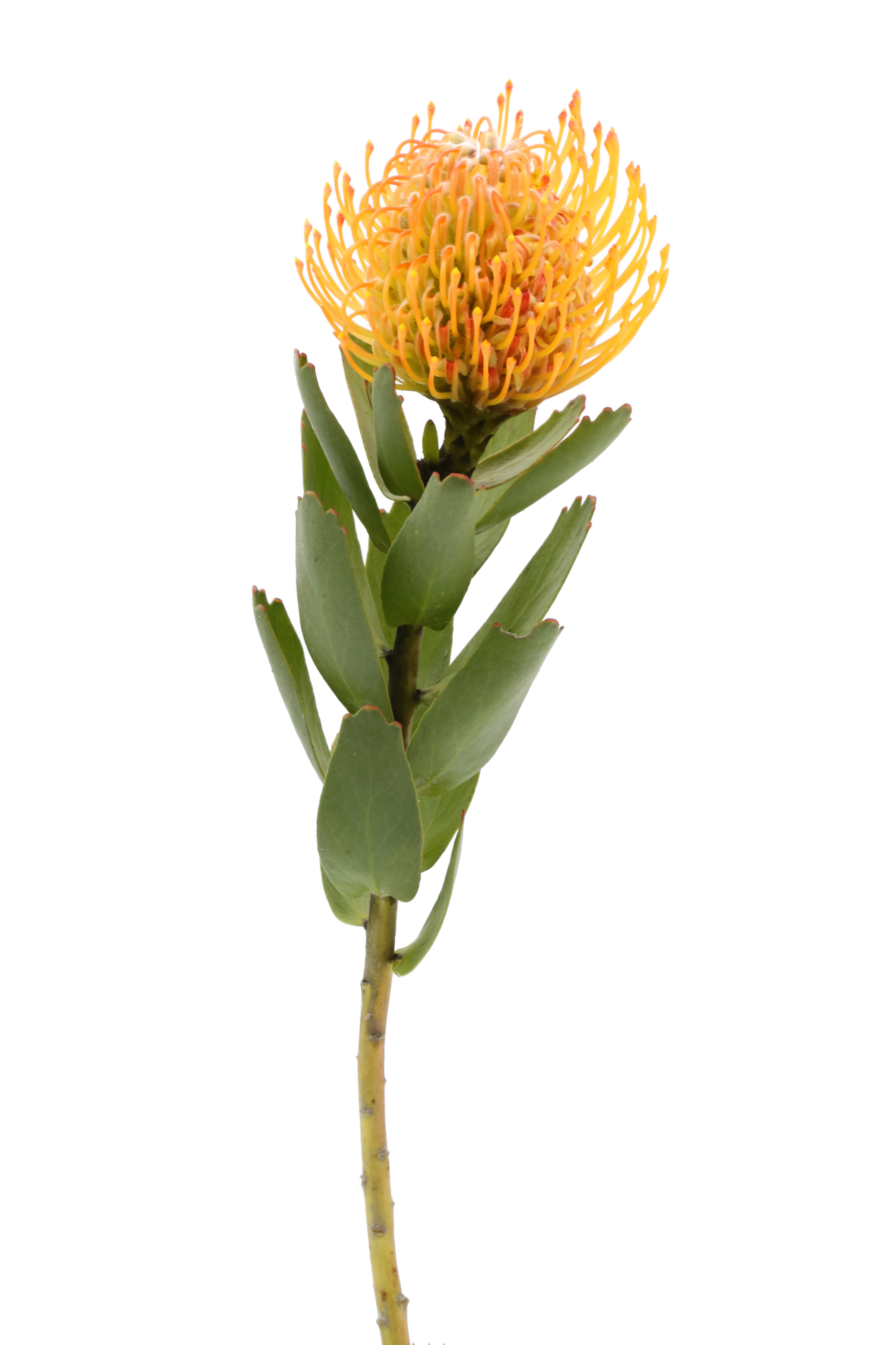 leucospermum