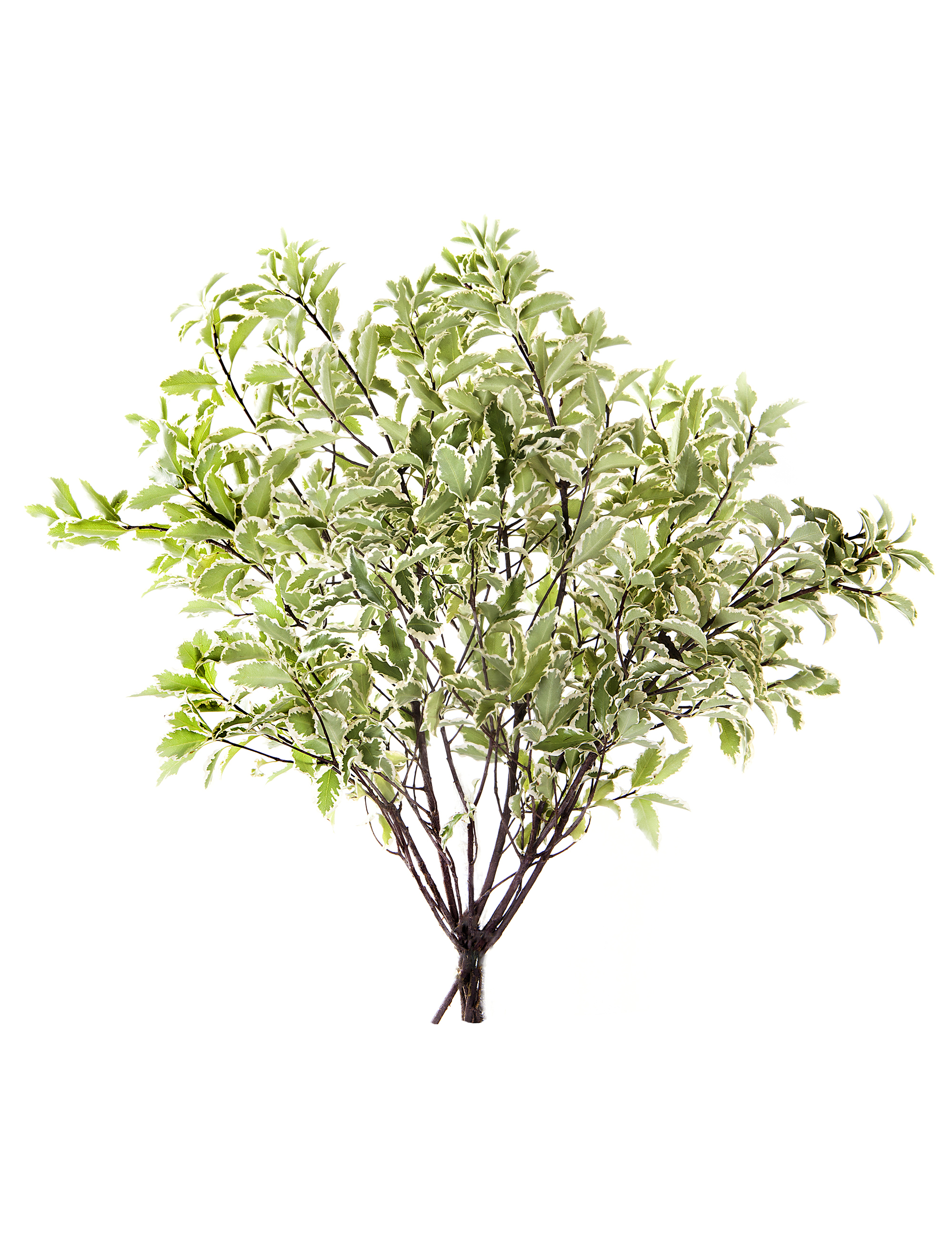 pittosporum