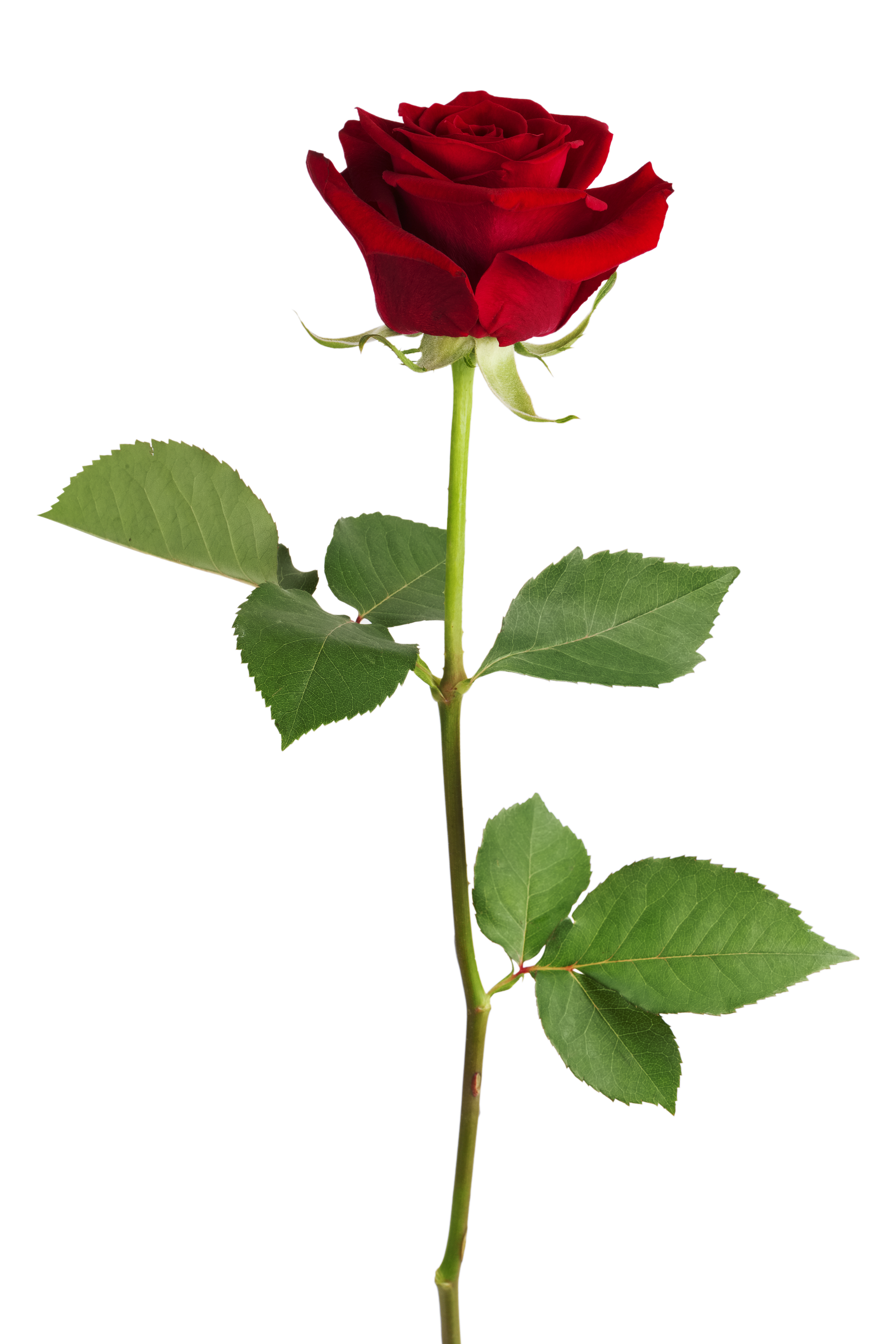 Fresh,Red,Rose,On,A,White,Background
