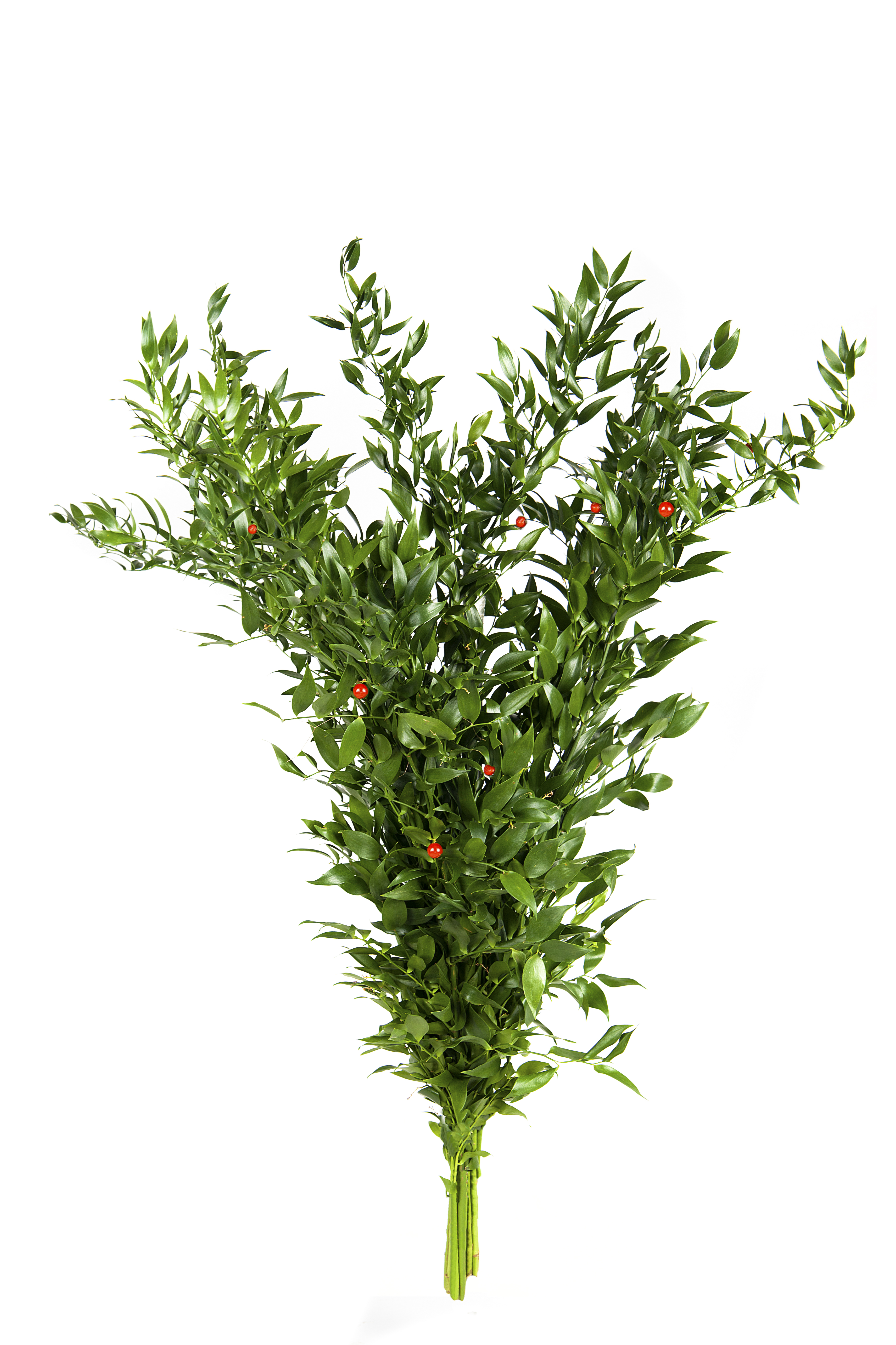 ruscus