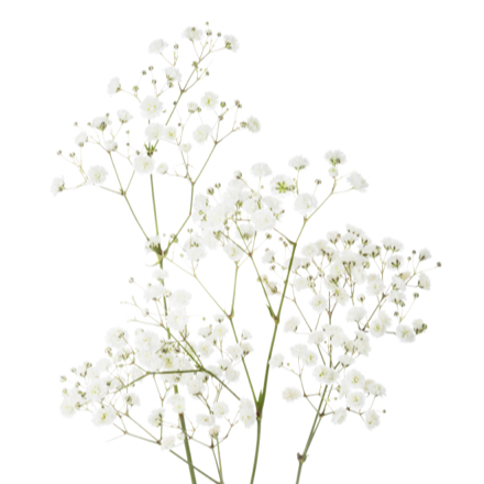 Gypsophila-square