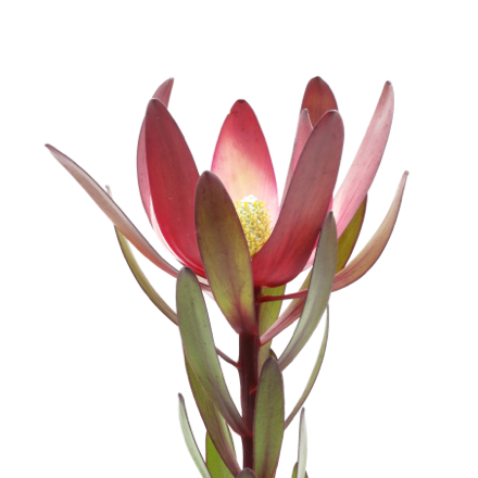 Leucadendron-square