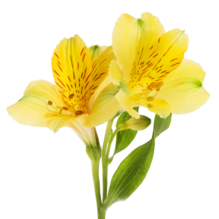 alstroemeria-square