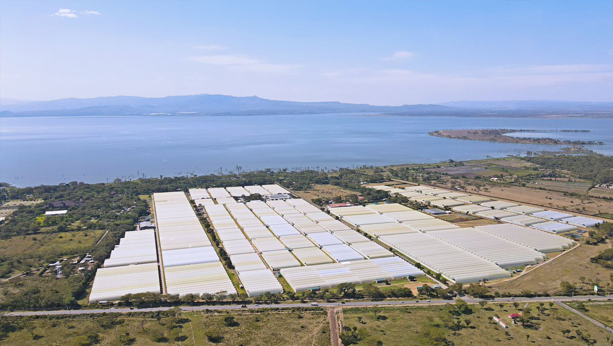 Nini roses complex